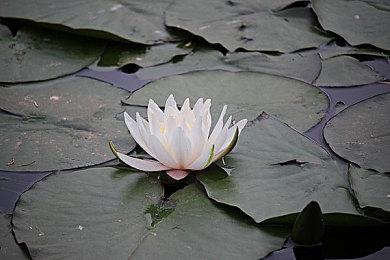 《影子诡局：被诅咒的海盗》Demo重新上线 8月18日解锁